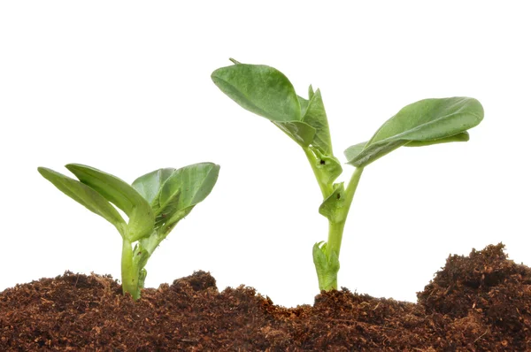 Broad bean seedlings — Stock Photo, Image