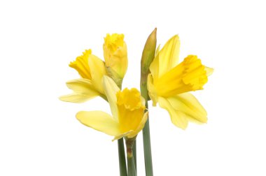 Nergis çiçek ve tomurcuklar