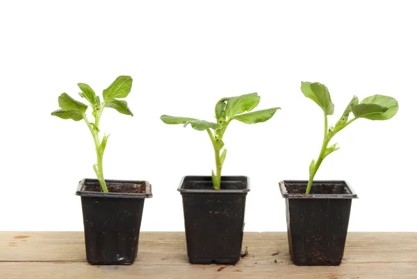 Broad bean plants on a bench — Stockfoto