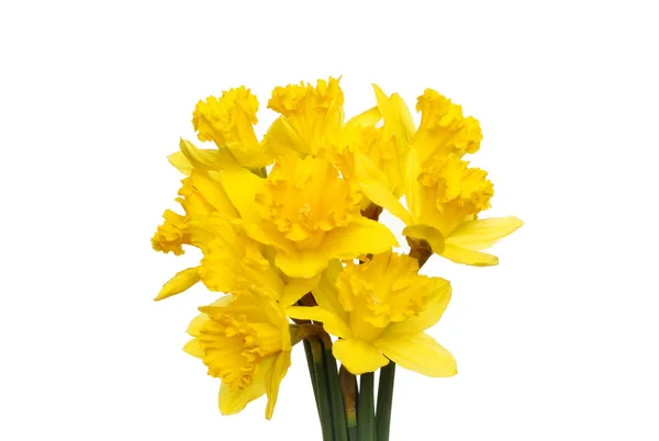 Bunch of daffodils — Stock Photo, Image