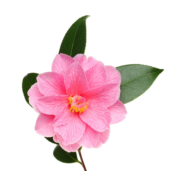 Camellia flower — Stock Photo, Image