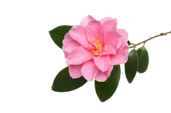 Camellia Williamsii donation — Stock Photo, Image