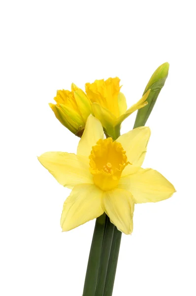 Daffodil blomster og knopper - Stock-foto