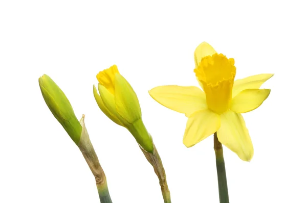 Daffodil botões e flores — Fotografia de Stock