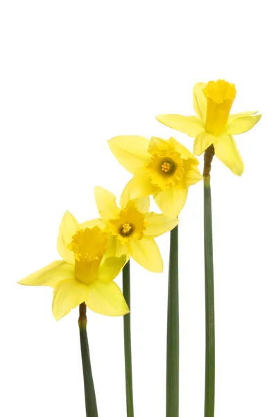 Daffodil flowers — Stock Photo, Image