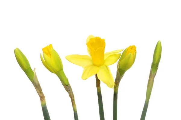 Gemme e fiori di narciso — Foto Stock