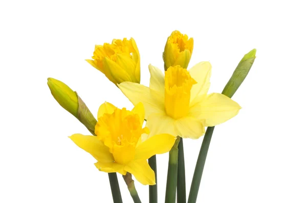 Daffodil flowers and buds — Stock Photo, Image