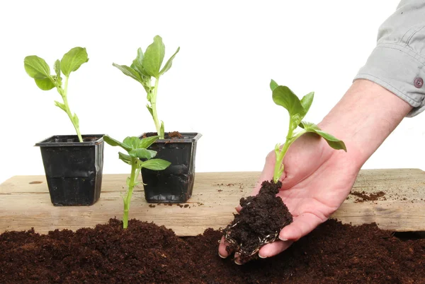 Hand aanplant zaailing — Stockfoto