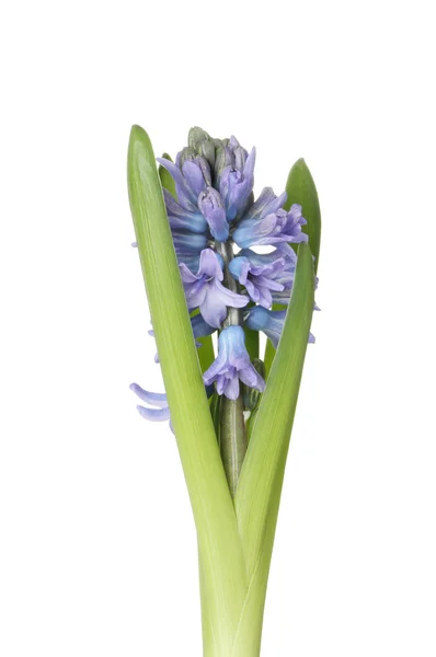 Hyacinthe fleurs gros plan — Photo