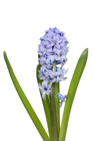 Hyacinth — Stock Photo, Image