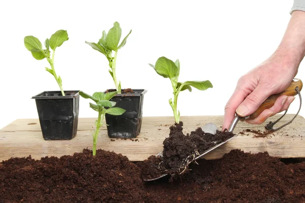 Planting seedlings — Stock Photo, Image