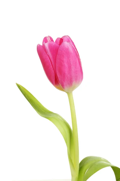 Violette Tulpe — Stockfoto