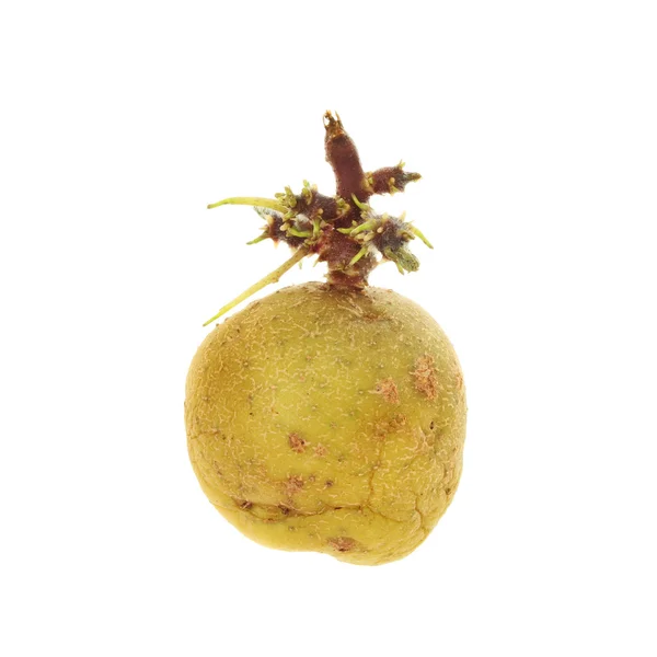 Прорастающий картофель — стоковое фото