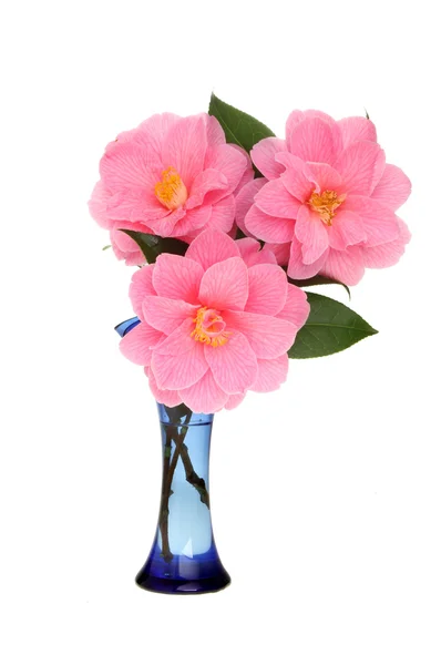 Três flores de camélia em um vaso — Fotografia de Stock
