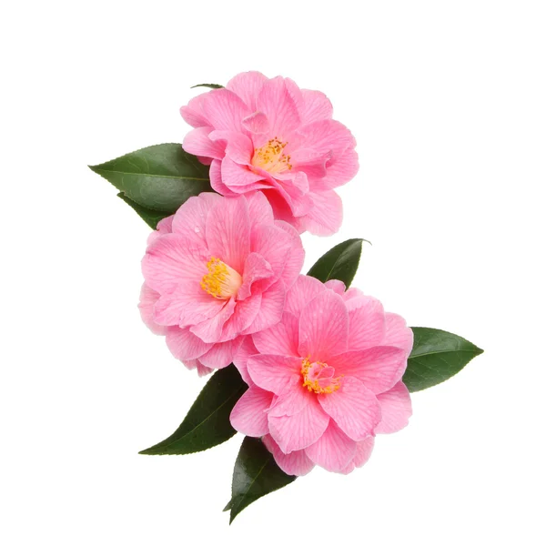 Drie camellia bloemen — Stockfoto