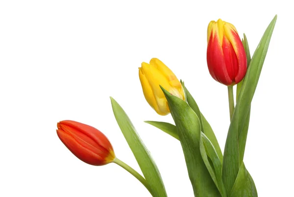 Tres tulipanes — Foto de Stock