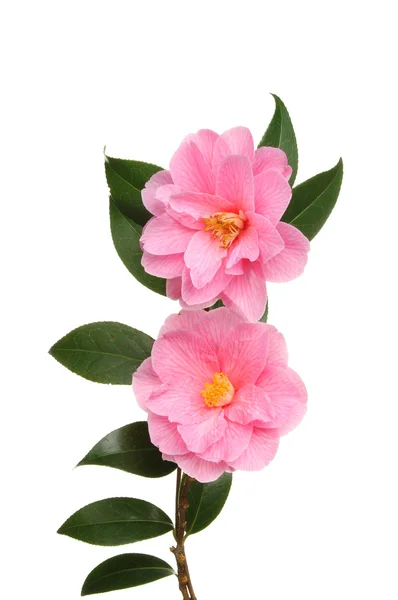 Dwóch kwiatów camellia — Zdjęcie stockowe