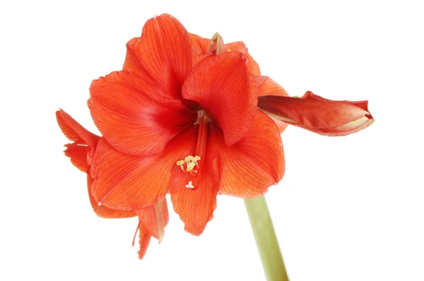 Amaryllis çiçek — Stok fotoğraf