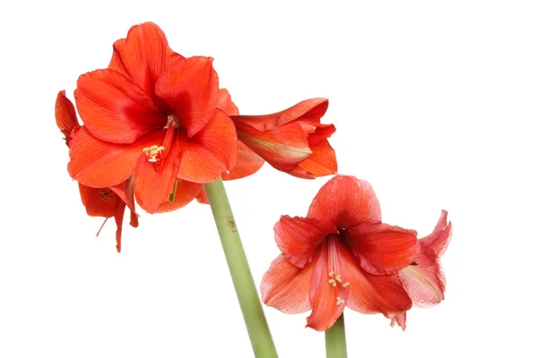 Amaryllis çiçekler — Stok fotoğraf
