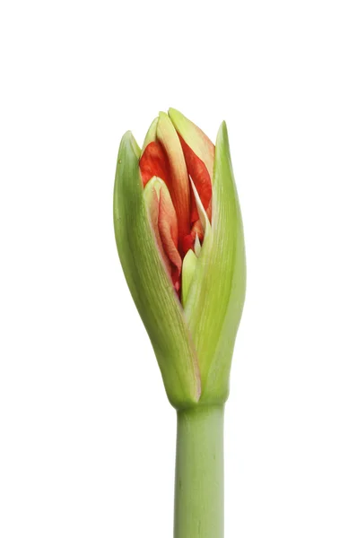 Breaking flower bud — Stock Photo, Image