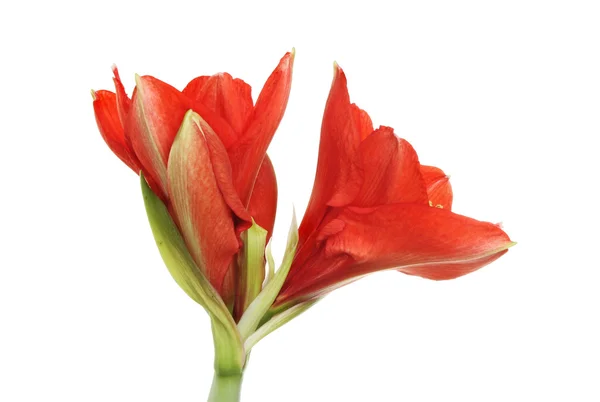 Amaryllis квітка — стокове фото