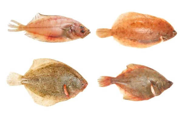 Gruppo pesci piatti — Foto Stock