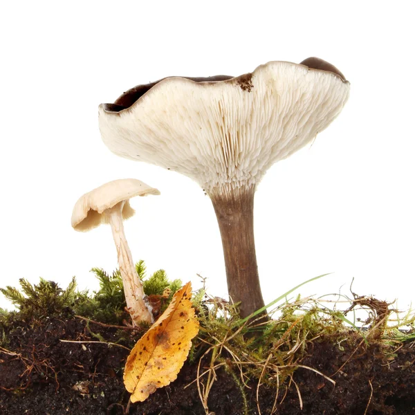 Toadstools — Stock fotografie