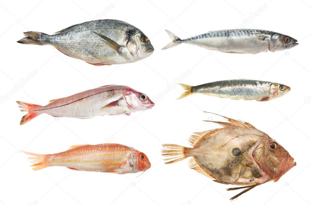 Fish Group