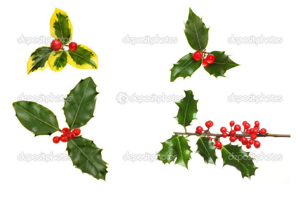 Selection of holly