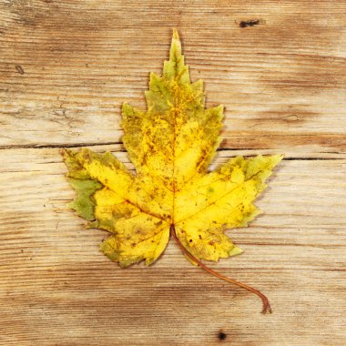 ahşap çınar yaprağı