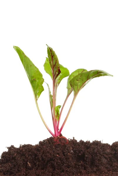 Beetroot plant in soil — Stock Photo, Image