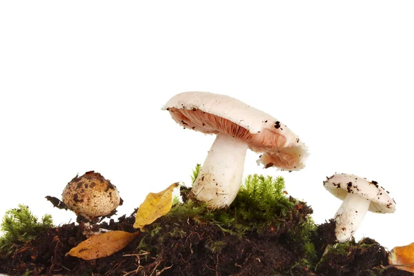 Gruppo dei funghi — Foto Stock