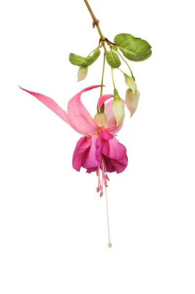 Fuscia λουλούδι — Φωτογραφία Αρχείου