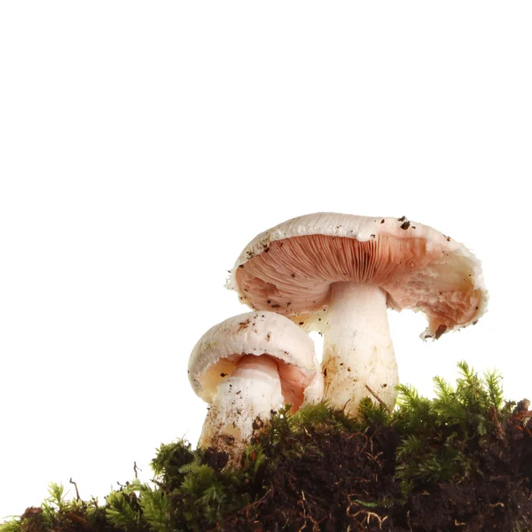 Funghi selvatici — Foto Stock