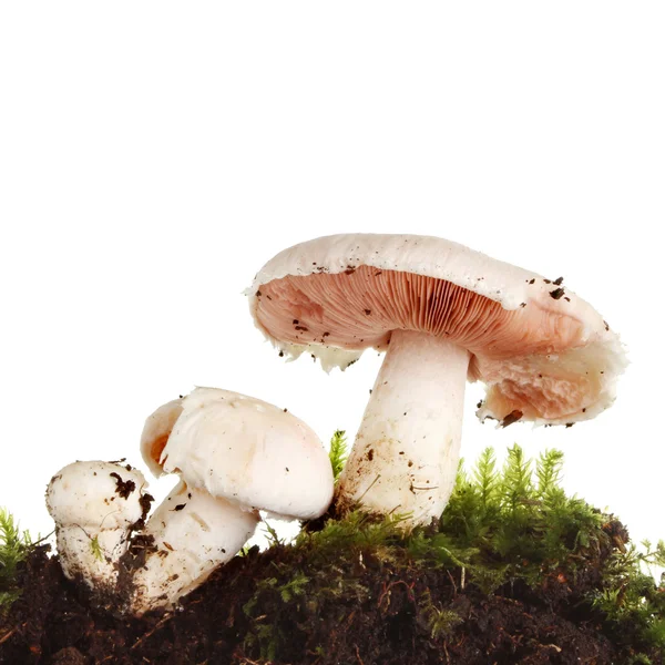 Funghi selvatici primo piano — Foto Stock