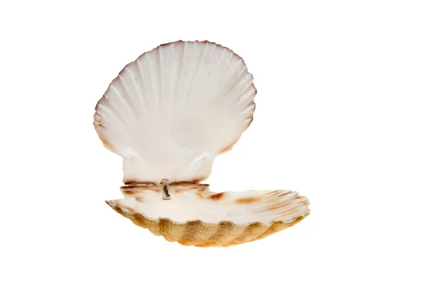 Open scallop shell — Stock Photo, Image