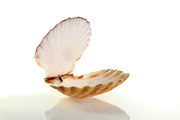 Scallop shell — Stock Photo, Image