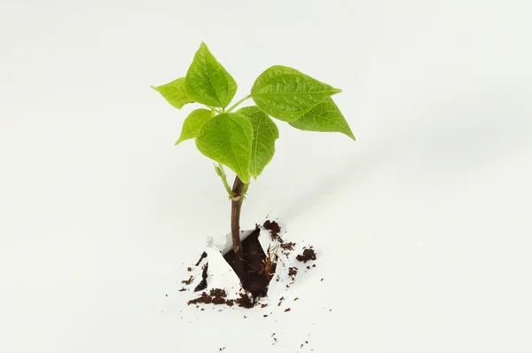 Seedling through paper tear — Stock Photo, Image