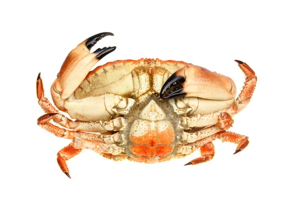 Krab onderzijde — Stockfoto