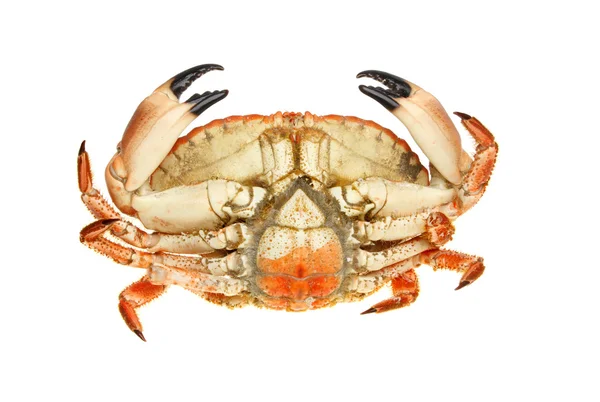 Krab onderzijde — Stockfoto