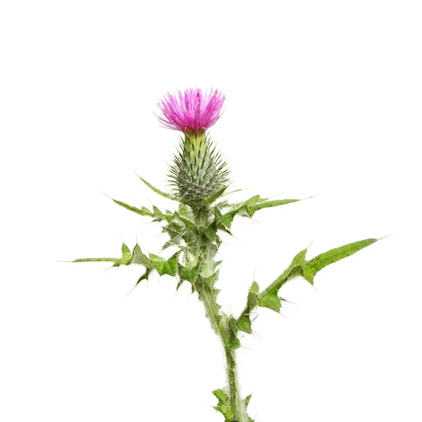 Distel — Stockfoto