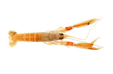 bilinenlerin