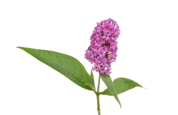 Flor de Budleja — Fotografia de Stock