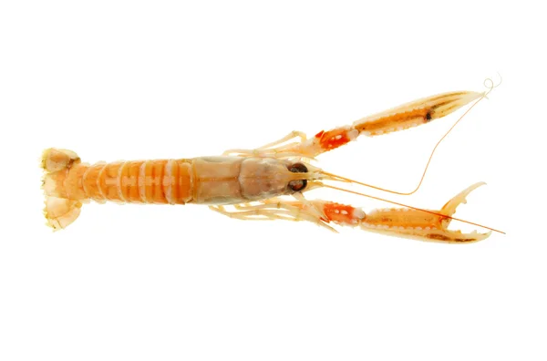 Langoustine – stockfoto