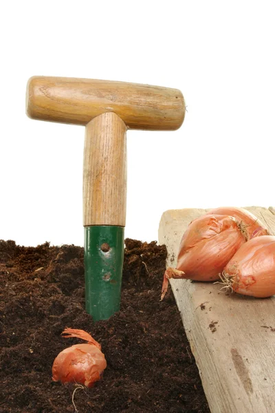 Planting onions — Stock Photo, Image