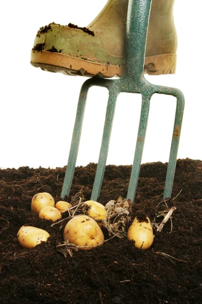 Копание картошки — стоковое фото