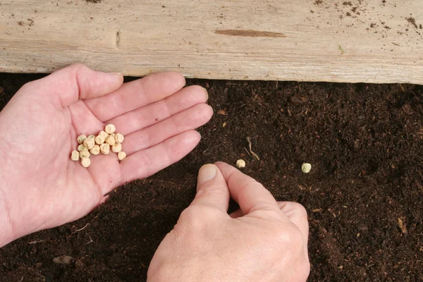Руки сеют семена — стоковое фото