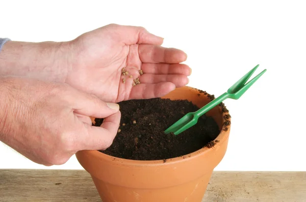 Mãos plantando sementes — Fotografia de Stock