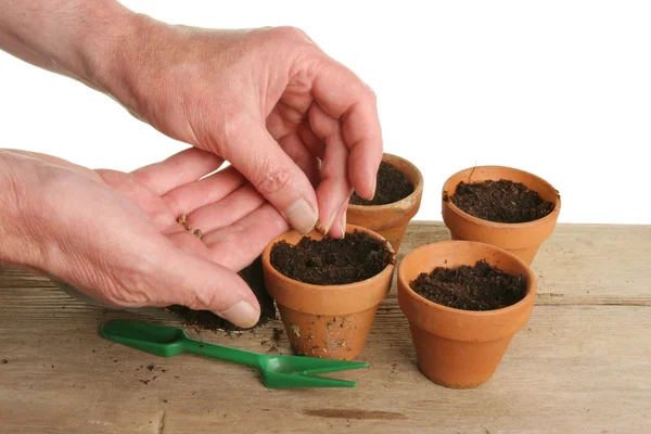 Pair of hands planting seeds — Stock Photo, Image