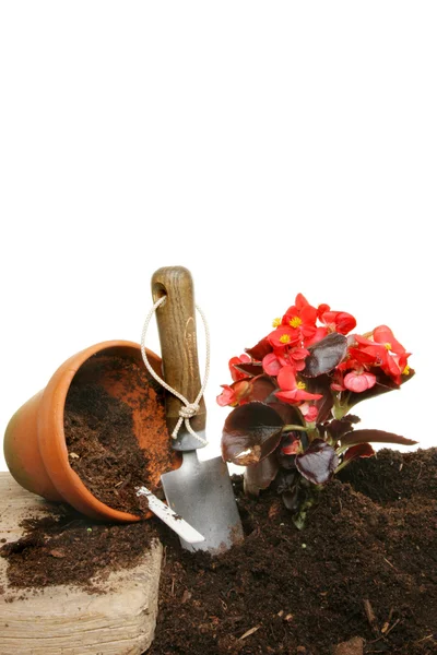 Piantare una begonia — Foto Stock
